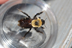 Bombus nevadensis