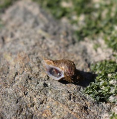 Acanthinucella spirata