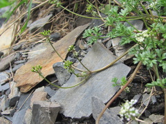 Chaerophyllum humile