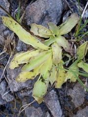 Pinguicula longifolia