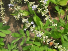 Megachile umbripennis