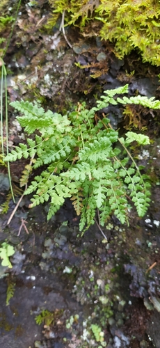Image of Woodsia alpina by no rights reserved