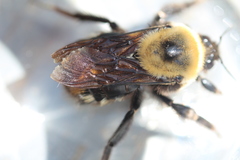 Bombus nevadensis
