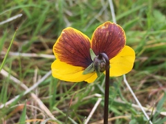 Viola douglasii
