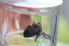 Bombus nevadensis