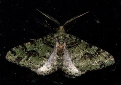 Myrioblephara duplexa