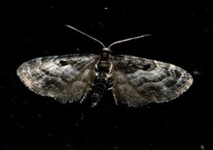 Eupithecia atrisignis