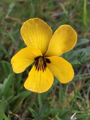 Viola douglasii
