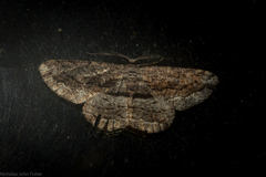 Scioglyptis canescaria