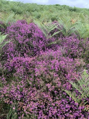 Erica cinerea