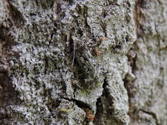 Anacampsis populella