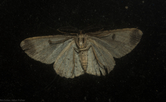 Scioglyptis canescaria