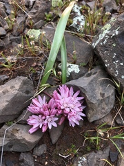 Allium cratericola