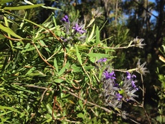 Billardiera variifolia