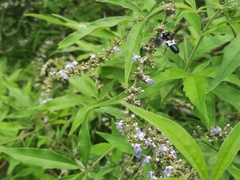 Megachile disjunctiformis