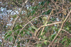 Cinnyris chloropygius