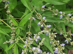 Megachile disjunctiformis