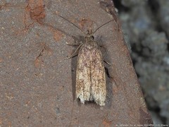 Glyphidocera juniperella