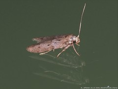 Monochroa quinquepunctella