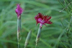 Dianthus superbus