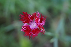 Dianthus superbus