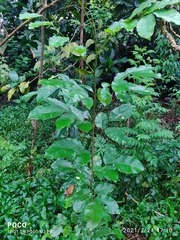Pterocarpus santalinus
