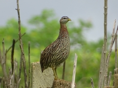 Pternistis bicalcaratus