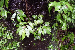 Elatostema