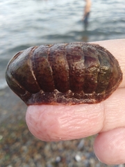Chitonoidea