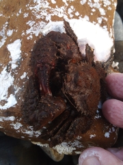 Hapalogaster dentata