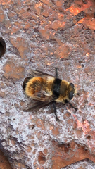 Oestrinae