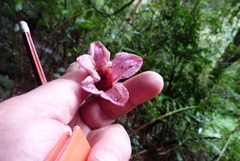 Brachychiton discolor