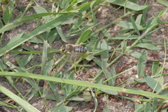 Megachile maritima