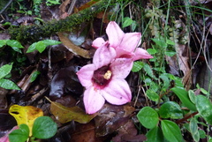 Brachychiton discolor