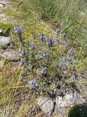 Dracocephalum olchonense