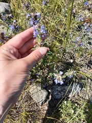 Dracocephalum olchonense