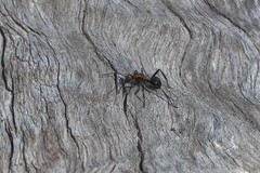 Polyrhachis semiaurata