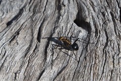 Polyrhachis semiaurata