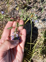 Dracocephalum olchonense