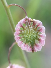 Thysanocarpus curvipes