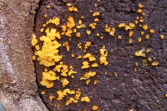 Calocera australis
