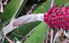 Aechmea bocainensis