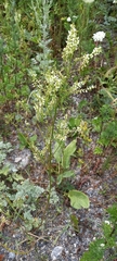 Veratrum album