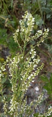 Veratrum album