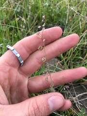 Thysanocarpus curvipes