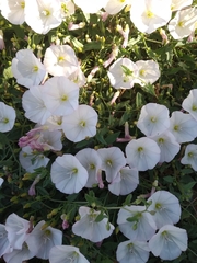 Convolvulus arvensis