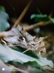 Autographa gamma