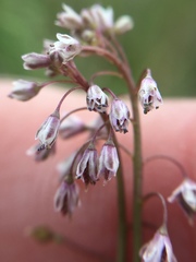 Thysanocarpus curvipes