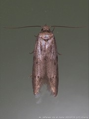 Monochroa quinquepunctella