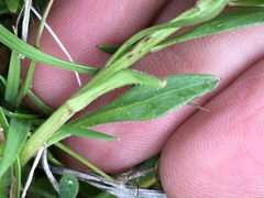 Thysanocarpus curvipes